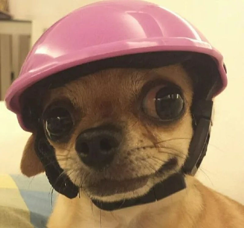 chihuahua meme 22