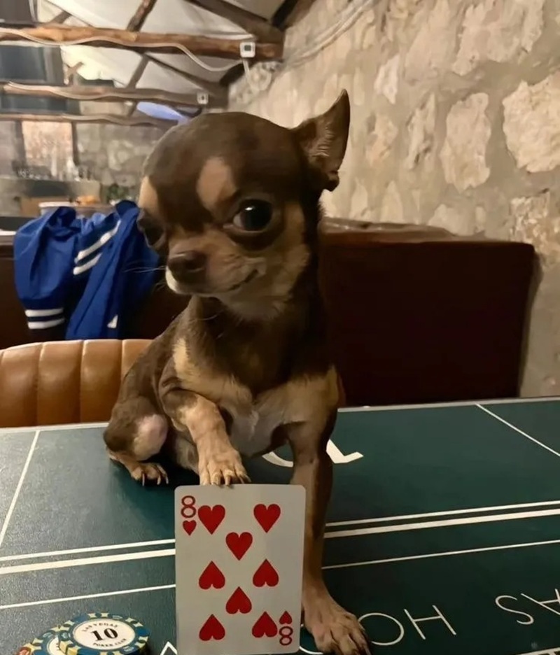 chihuahua meme 23