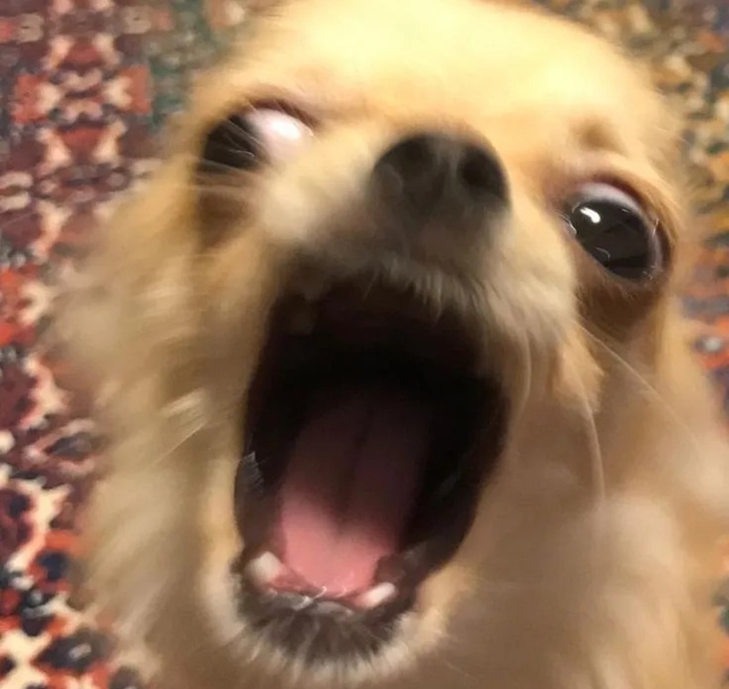 chihuahua meme 24