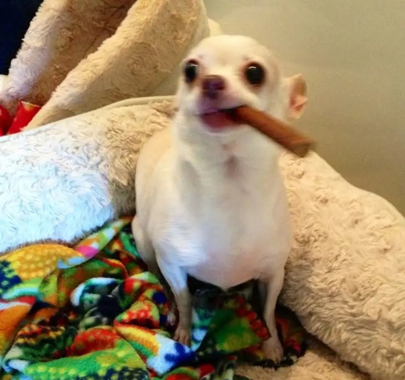 chihuahua meme 25