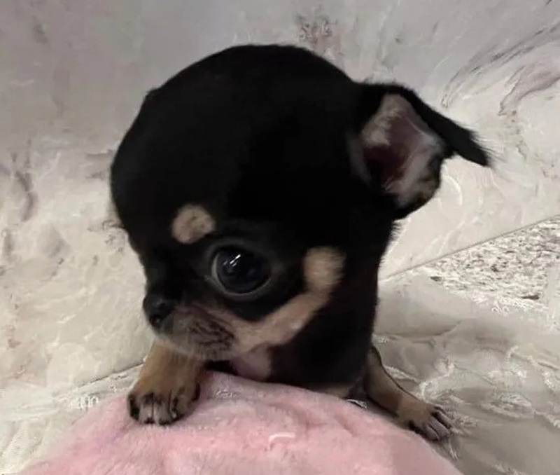 chihuahua meme 26