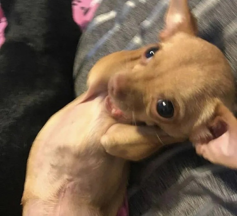 chihuahua meme 27