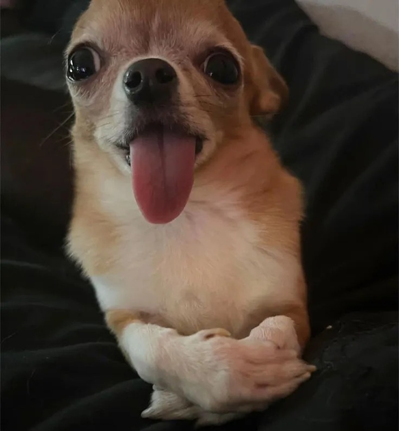 chihuahua meme 28