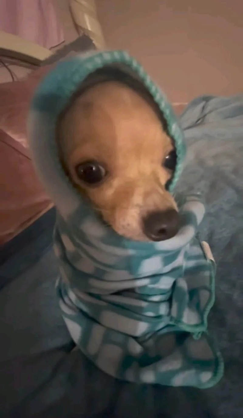 chihuahua meme 29