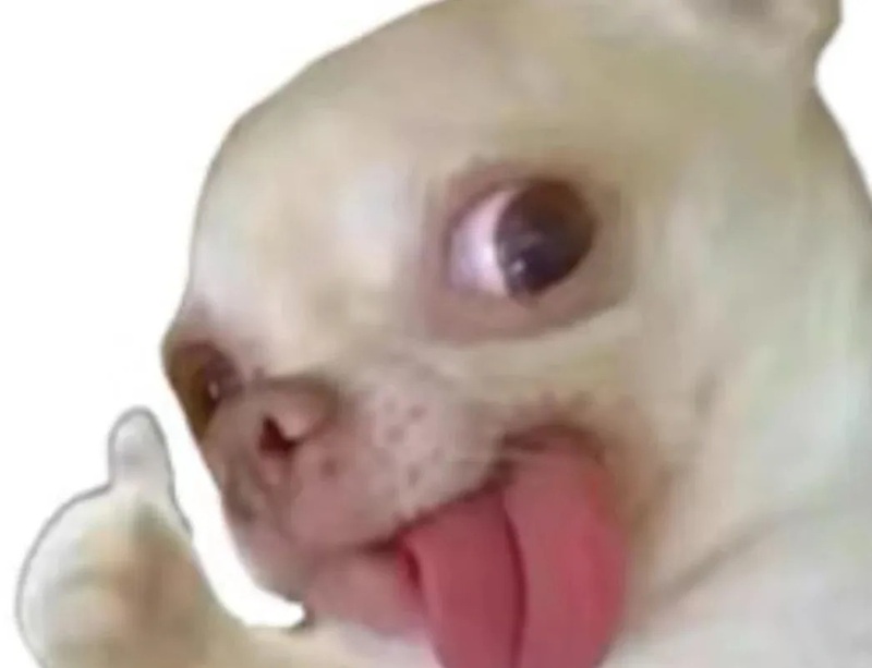 chihuahua meme 3