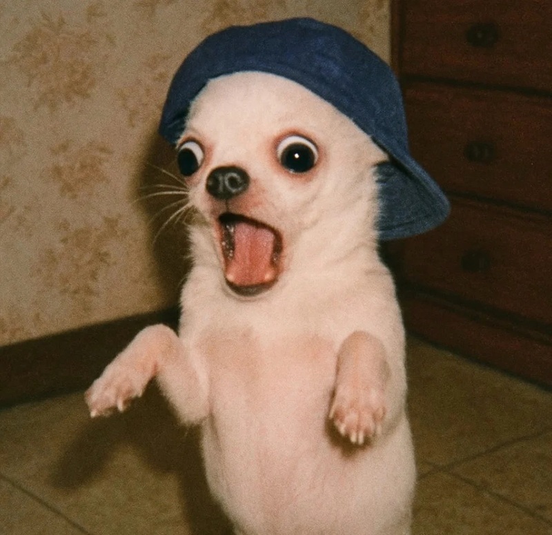 chihuahua meme 30