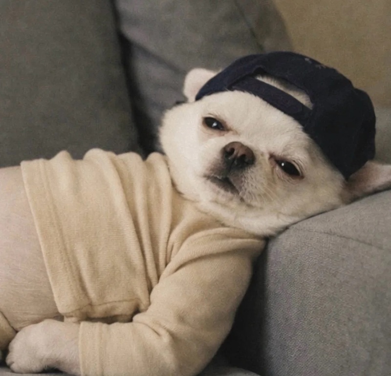 chihuahua meme 32