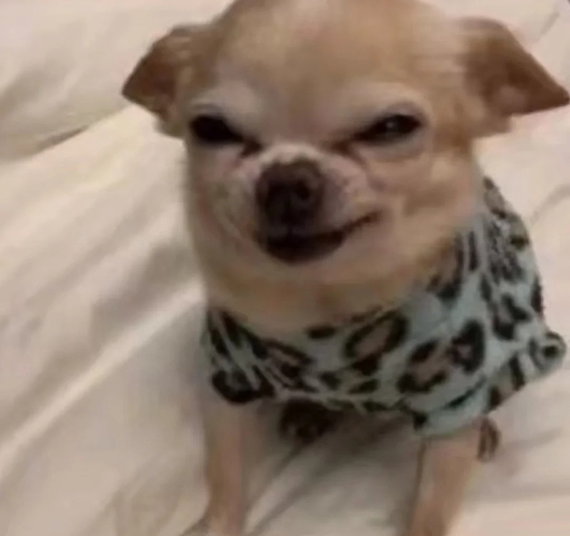 chihuahua meme 33