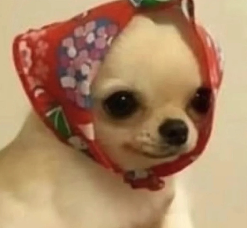 chihuahua meme 34