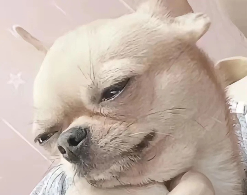 chihuahua meme 35
