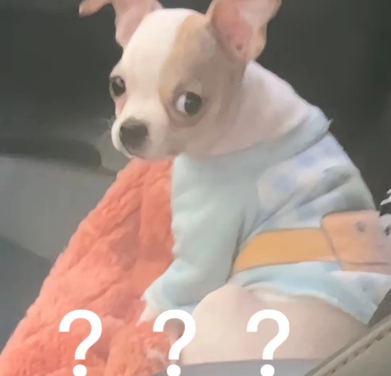 chihuahua meme 36