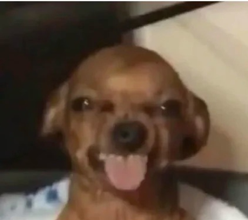 chihuahua meme 37