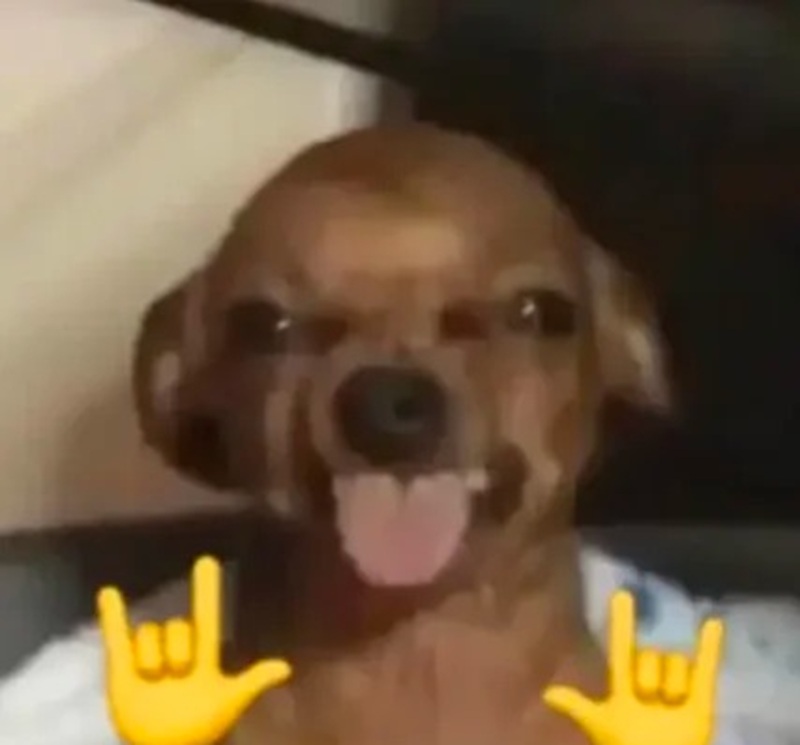 chihuahua meme 38