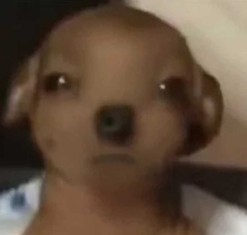 chihuahua meme 39
