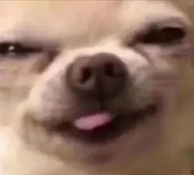 chihuahua meme 4