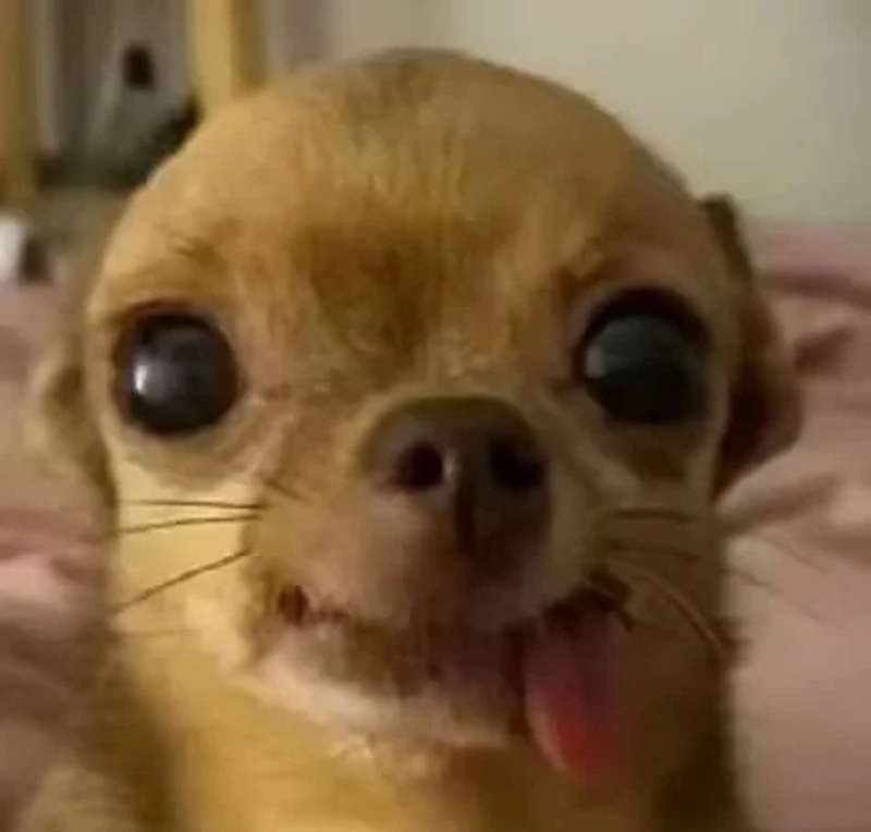 chihuahua meme 40