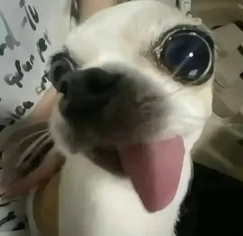 chihuahua meme 41