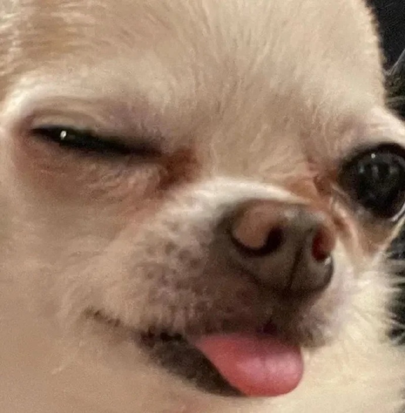 chihuahua meme 5