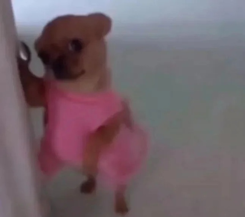 chihuahua meme 6