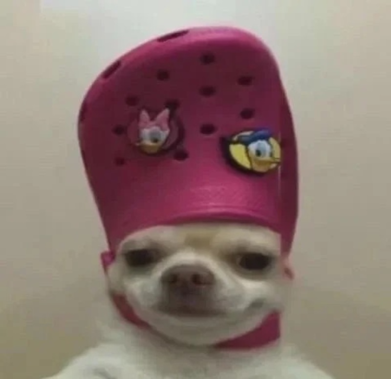 chihuahua meme 7