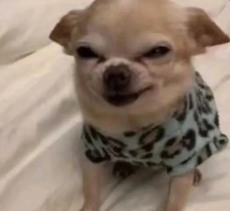 chihuahua meme 8