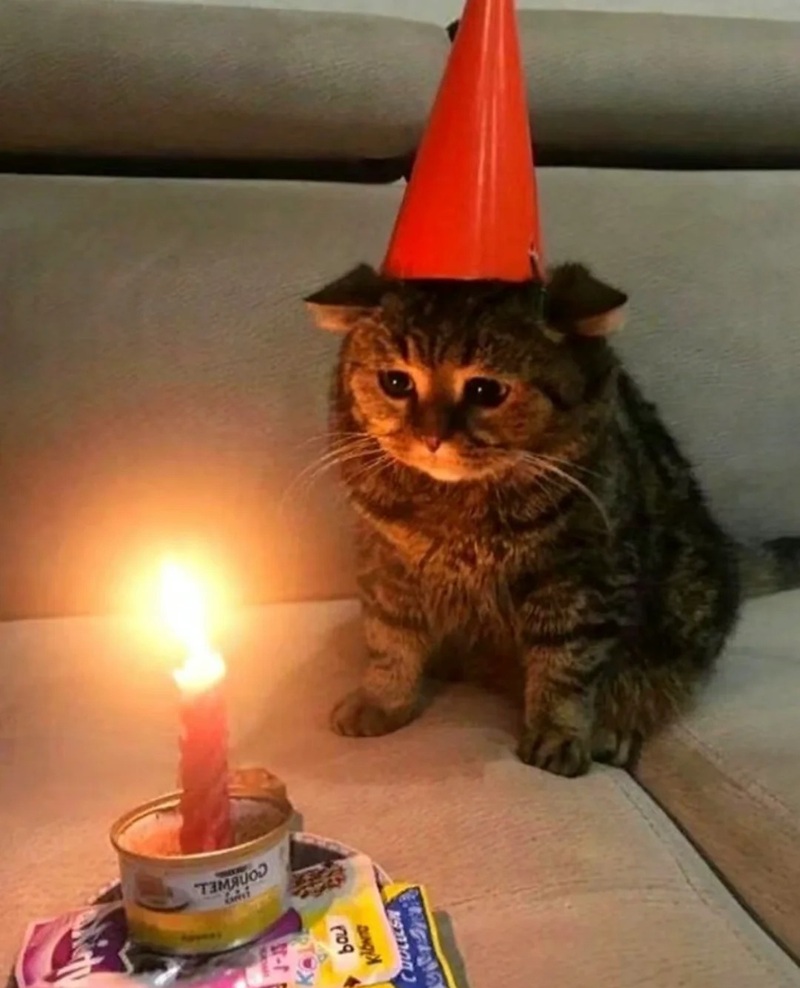 451+ Happy Birthday Meme Bá Đạo Khiến Hội Bạn Cười Xỉu