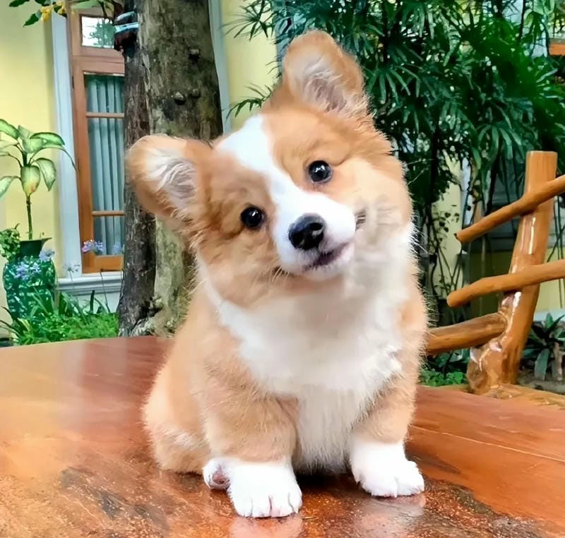 hình ảnh con chó cute 1