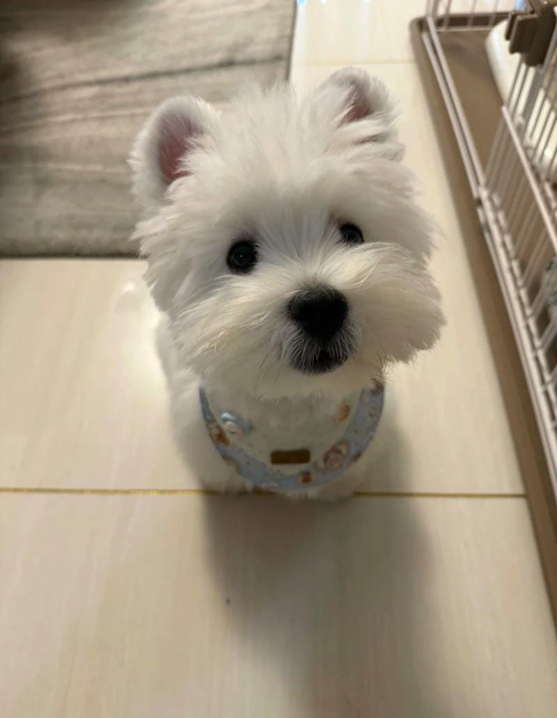hình ảnh con chó cute 10