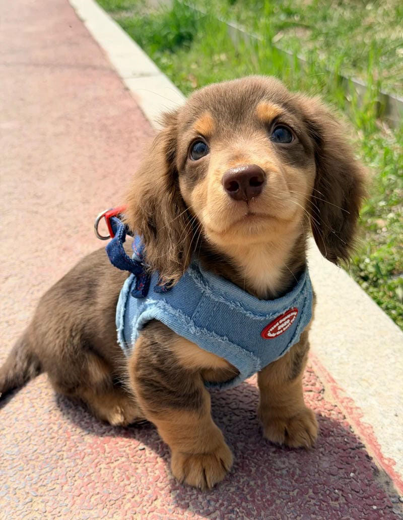 hình ảnh con chó cute 14