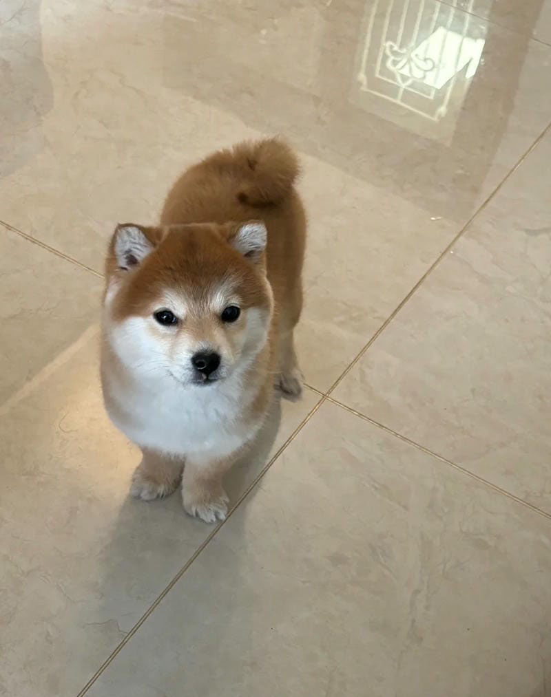 hình ảnh con chó cute 18