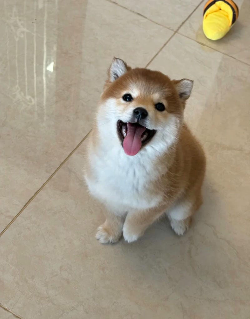 hình ảnh con chó cute 19
