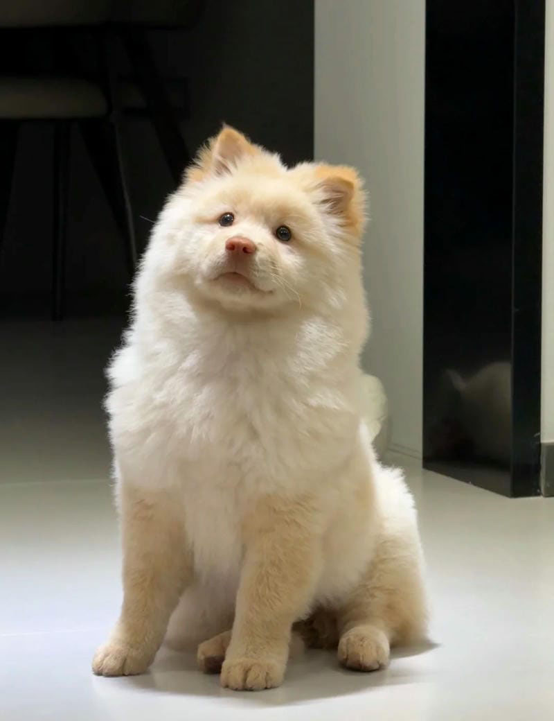 hình ảnh con chó cute 2