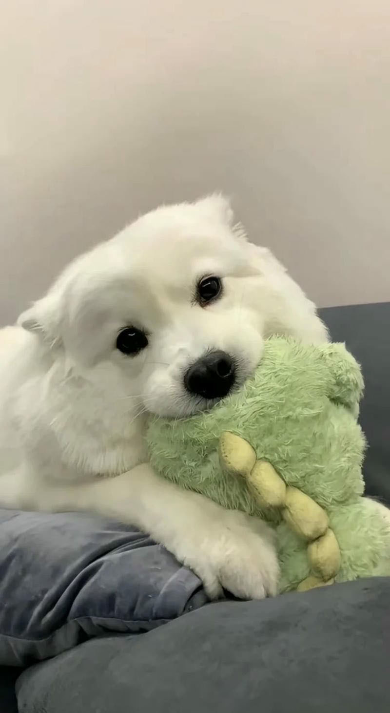hình ảnh con chó cute 21
