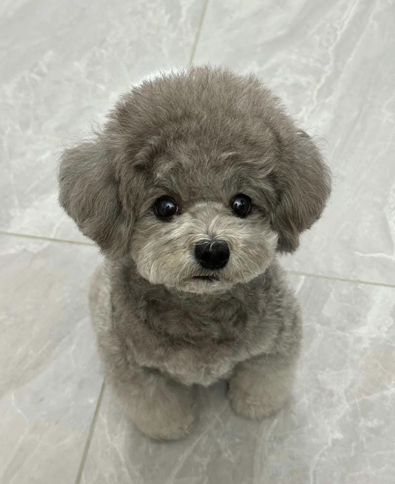 hình ảnh con chó cute 23
