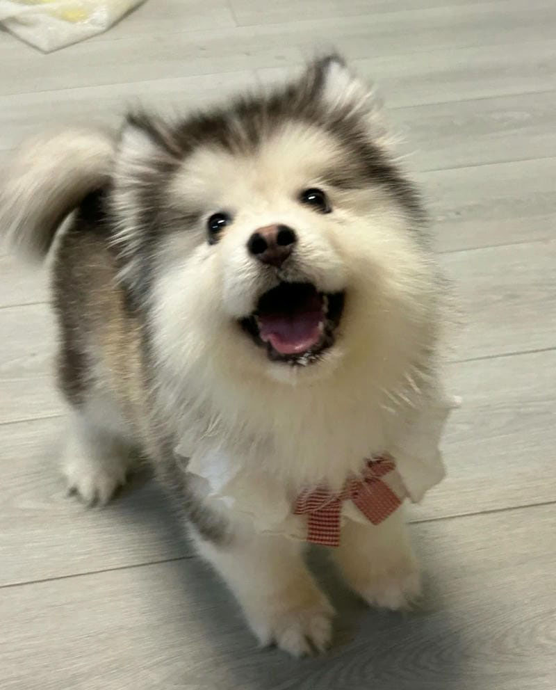 hình ảnh con chó cute 24