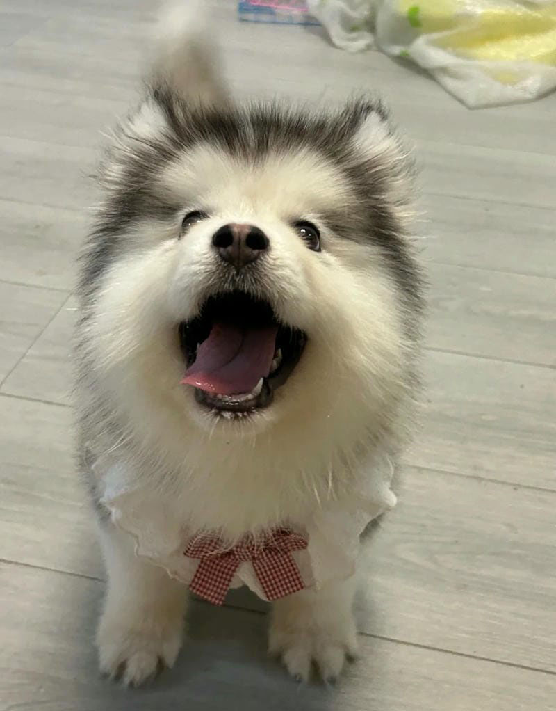 hình ảnh con chó cute 25