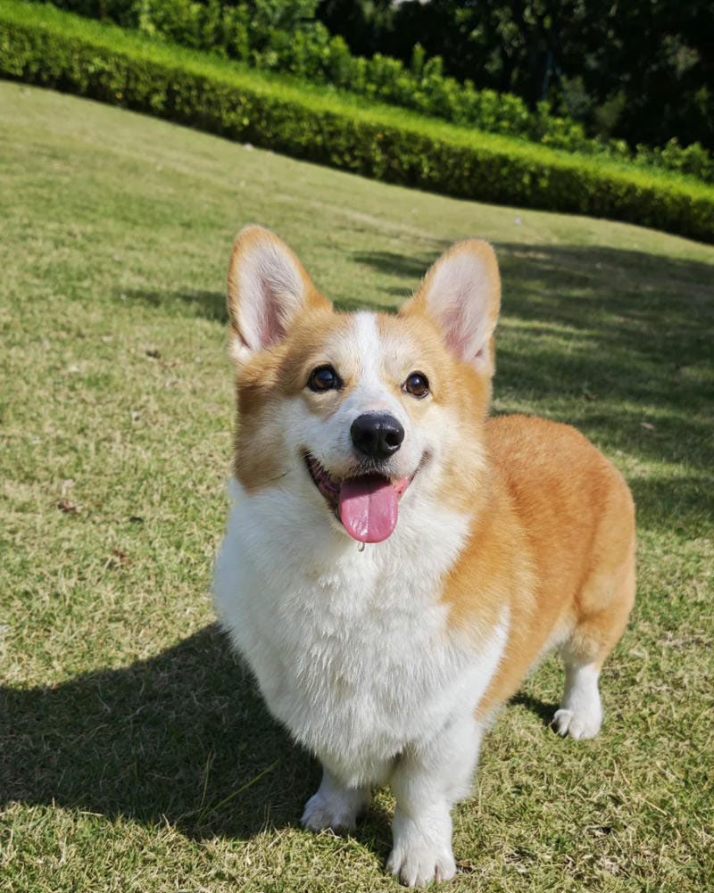 235+ Hình ảnh con chó cute làm avatar và hình nền cực xinh