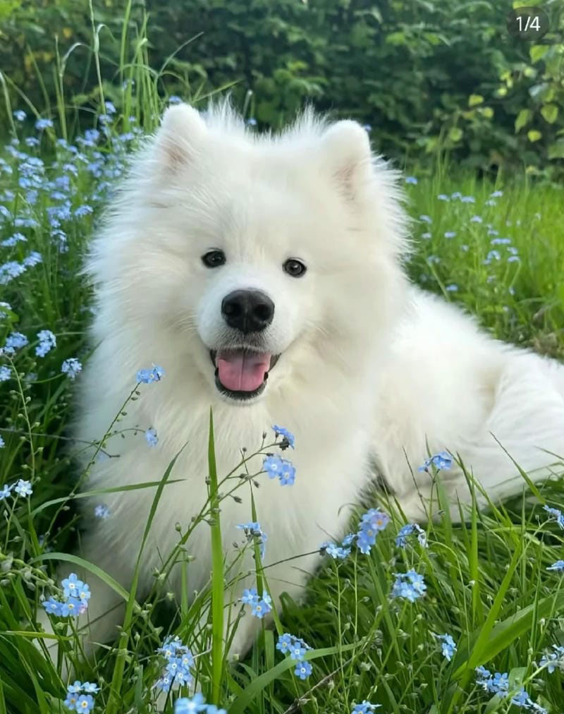 hình ảnh con chó cute 3
