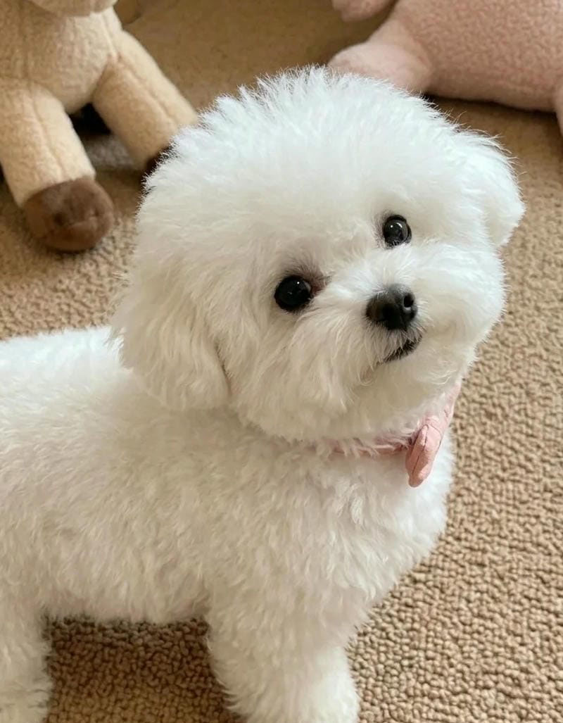 hình ảnh con chó cute 33