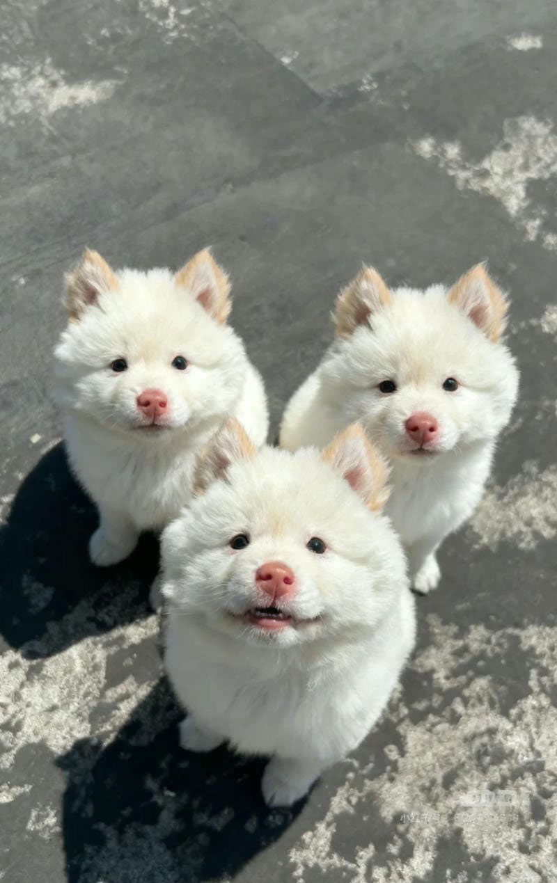 hình ảnh con chó cute 34