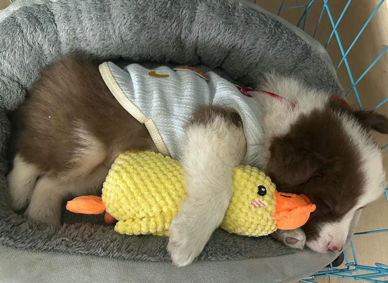 hình ảnh con chó cute 36