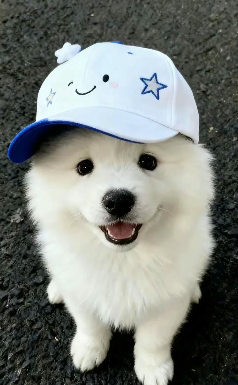 hình ảnh con chó cute 38