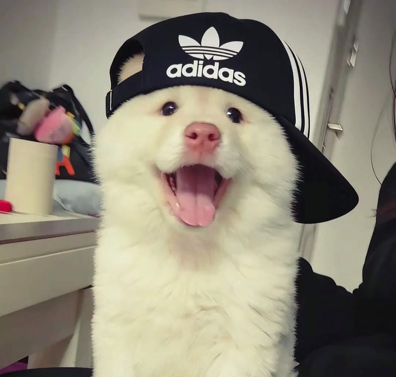 hình ảnh con chó cute 4