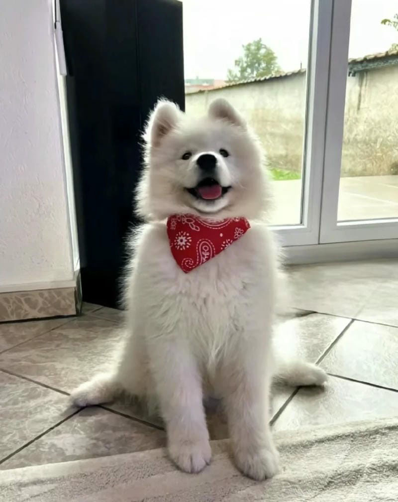 hình ảnh con chó cute 5