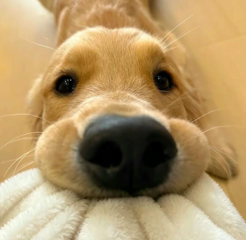 hình ảnh con chó cute 6