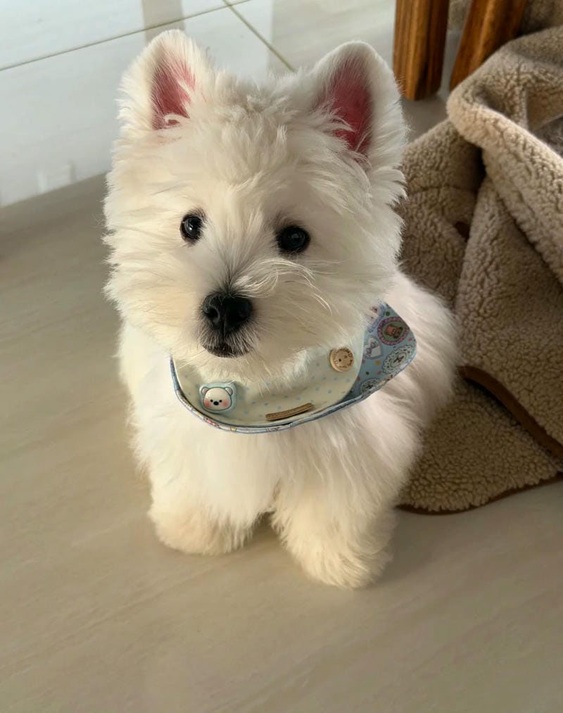 hình ảnh con chó cute 8
