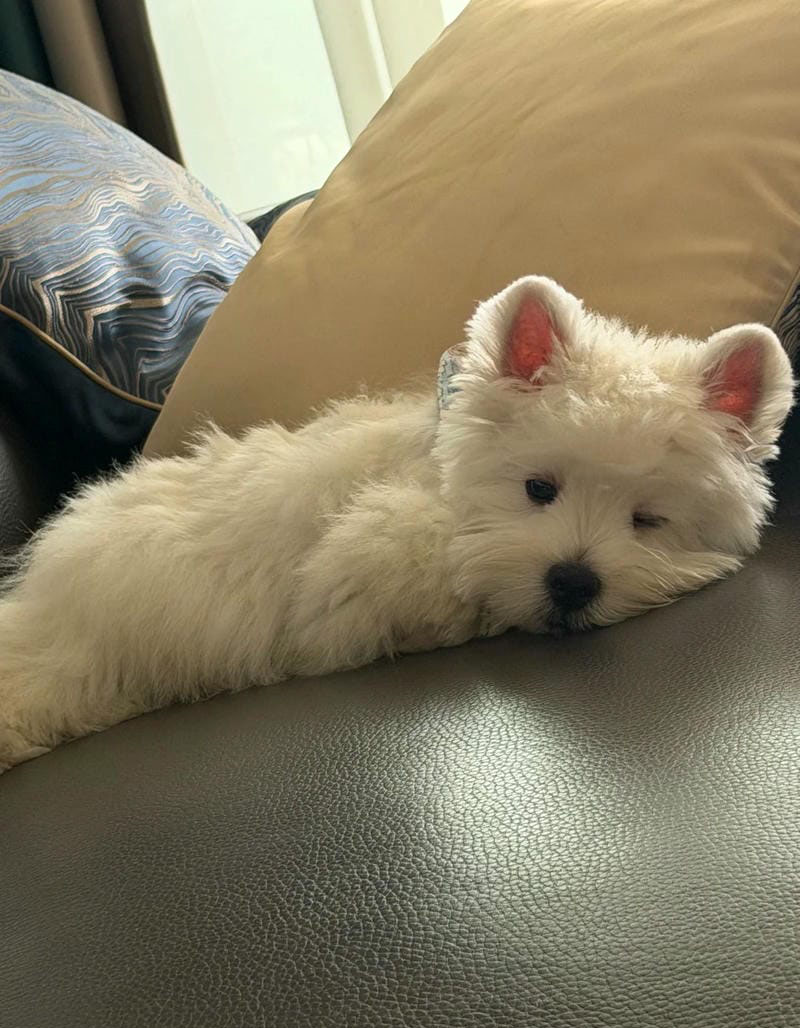 hình ảnh con chó cute 9