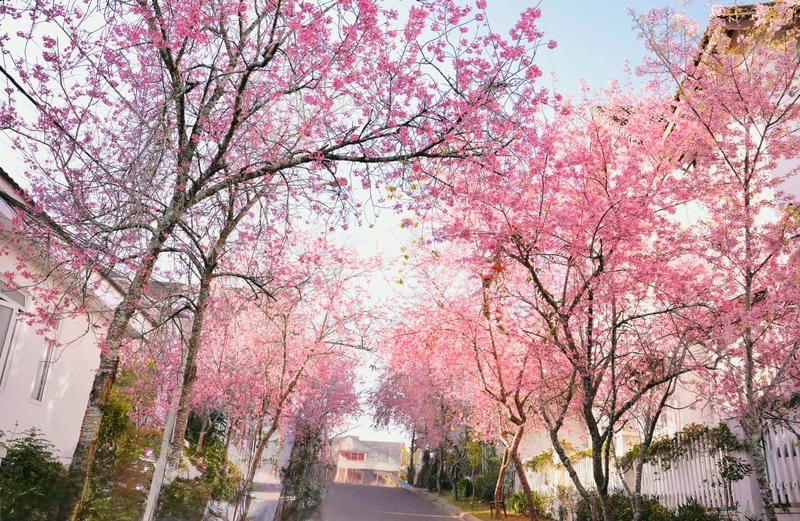 hình ảnh đà lạt 12