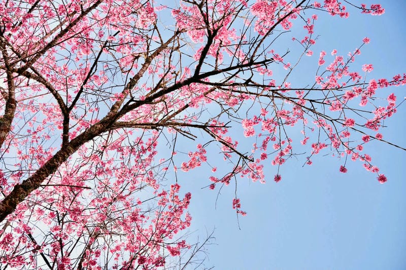 hình ảnh đà lạt 13