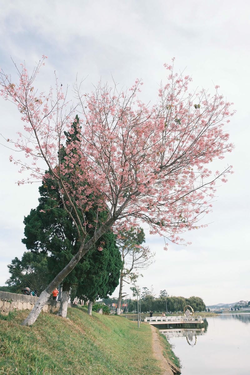 hình ảnh đà lạt 5